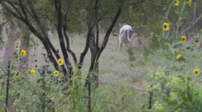 When I see Carl Wayne, he's headed for
a tree line and he's moving fast. - How to Be a Cowboy