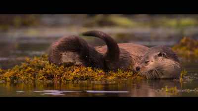 ? When I see you close or deep ? - Billy & Molly: An Otter Love Story