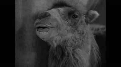 When I see how silly people behave, I'm glad I'm a camel. - Road to Morocco