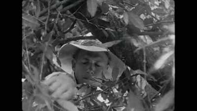 When I started working in television
in the 1950s, - Attenborough's Life in Colour