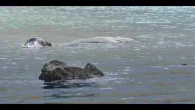 When it's all over, the bull is unharmed. - Our Oceans