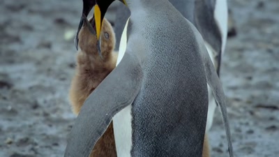 When it's your first meal
in five months, - A Year on Planet Earth