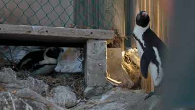 When it's this hot, - Penguin Town