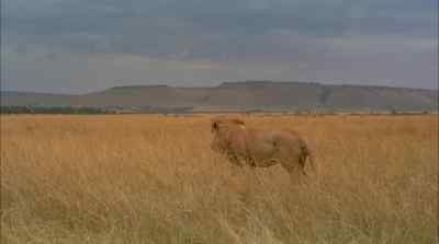 When lions mate, however - Africa: The Serengeti