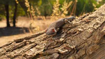 When this little lizard feels threatened,
it goes on the offensive. - Tiny World