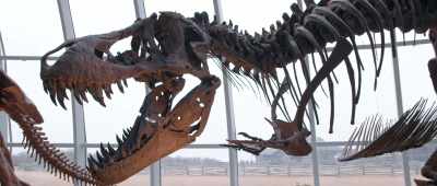 When we look at the T-Rex, when we look at Mosasaur, - Is Genesis History?