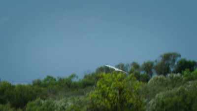 When you look up
and you see a bird fly over, - Attenborough's Life in Colour