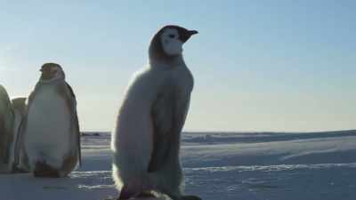 When one makes the first
bold move... - Frozen Planet II