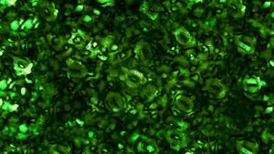 When open, they extract
carbon dioxide from the air, - The Green Planet