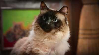When our hiding's said and done - Scaredy Cats