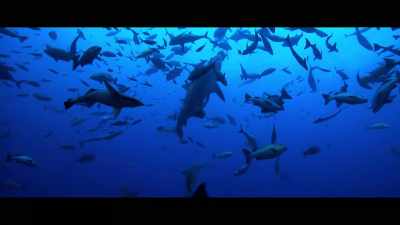When you overfish the predators, - Seaspiracy