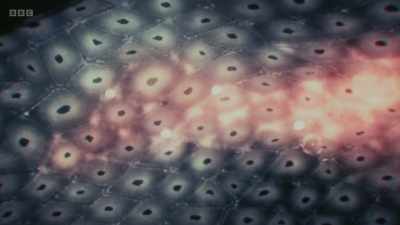 When they pick up signals
that damaged cells transmit, - The Human Body: Secrets of Your Life Revealed