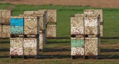 When he picks up the phone
and calls us -- - The Pollinators