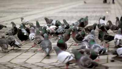 When pigeons are
up to find food, - The Divided Brain