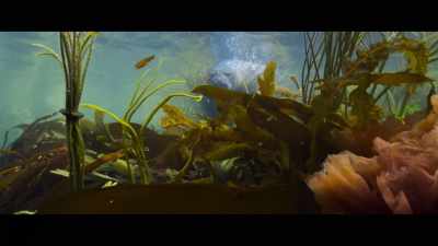 ? When you plunge
into this heaven ? - Billy & Molly: An Otter Love Story