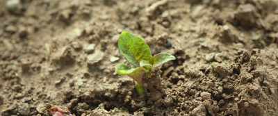 When potato sprouts come up,
it's time to plant other crops. - Little Forest