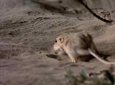 When pouches
are filled to capacity, - The Living Desert