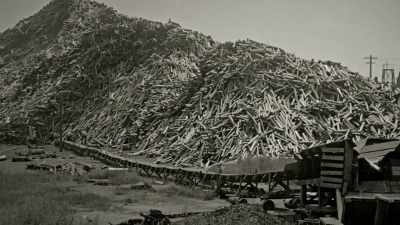 When push came to shove
on what should you log, - Trees and Other Entanglements