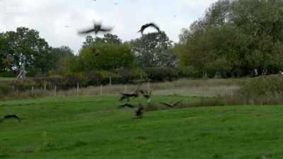 When we put the feed out
at three o'clock, - Wales: Land of the Wild