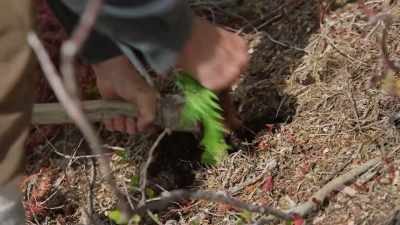 When you reach my age,
that cycle of life - Trees and Other Entanglements