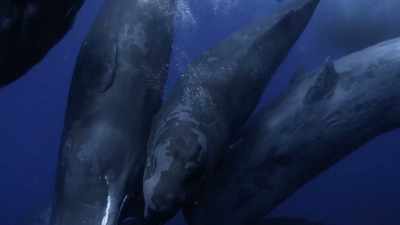 When you remove whales
out of an ecosystem - Secrets of the Whales