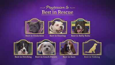 When we return, - 2022 American Rescue Dog Show