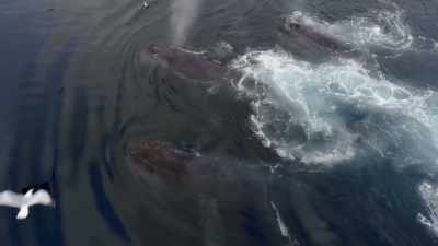 When you see something
like this bubble-net behavior, - Secrets of the Whales
