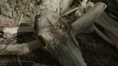 When you see
the different-sized skulls
crushed in, - Expedition Bigfoot