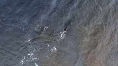 When you see them underwater, - Secrets of the Whales