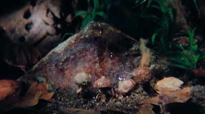 When you see what mushrooms do, - Fantastic Fungi