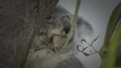 When she was really not feeling
well and really doing badly, - Secrets of the Zoo