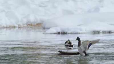 When they spot the bobcat, - Epic Yellowstone