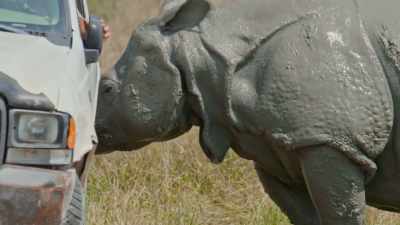 When she starts flicking
her tail around, - Secrets of the Zoo