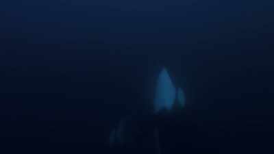 ''when suddenly, playtime stops.'' - Secrets of the Whales