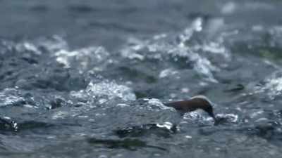 When they swim through a waterfall, - Wild Nordic
