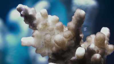 When temperatures remain high,
bleached corals die off. - Blue Planet II