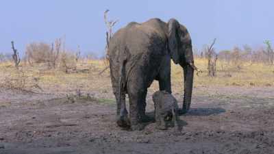 When the baby came out, - In the Footsteps of Elephant