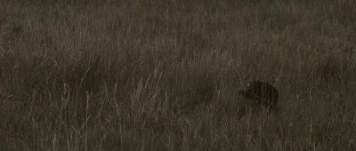 When the blood is thick and the organs are soft they return and eat' - The Burrowers