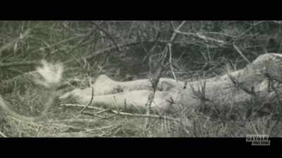 -When the body was first found,
the hands were missing. - Lady of the Dunes: Hunting the Cape Cod Killer