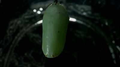 -When the caterpillar
is inside the chrysalis
it dissolves and it - One Strange Rock