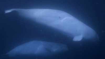 "When the daughter is three,
she will decide to stay with Mom," - Secrets of the Whales