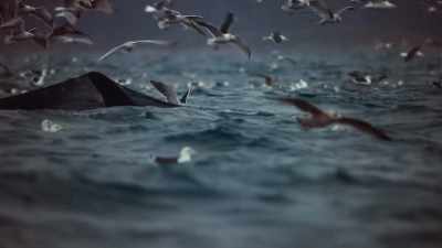 When the fishermen
started to retrieve the net - Blue Planet II