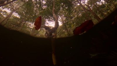 When the forest floods, it opens up a whole new world. - Hostile Planet