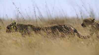 When the herds arrive, there'll
be enough zebra and wildebeest... - Predators