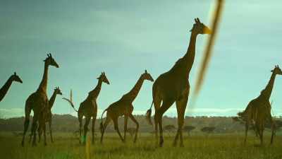 When the herds occupy our land, - Serengeti
