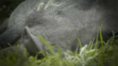 When the hog rolls over,
the mongooses understand. - Super/Natural