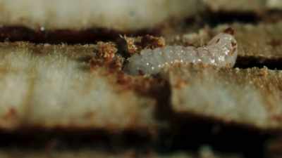 When the larvae hatch, - The Green Planet