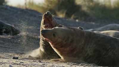 When the males fight, - Wild Isles