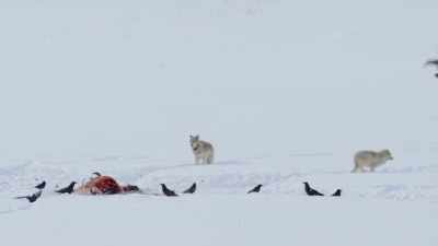 When the pack
has taken its fill, - Epic Yellowstone
