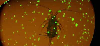 When the researchers
add microplastics - Eating Our Way to Extinction